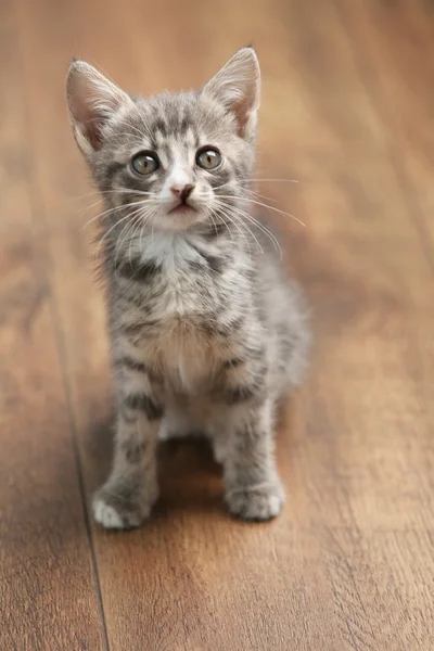 Lindo gatito gris —  Fotos de Stock