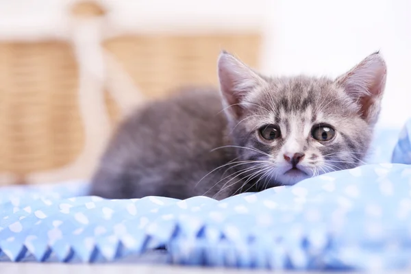 Lindo gatito gris —  Fotos de Stock