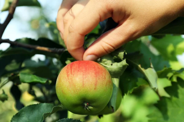 Hand picking apple — Stock Photo, Image