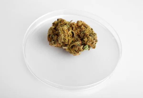 Cannabis medicinal seco —  Fotos de Stock