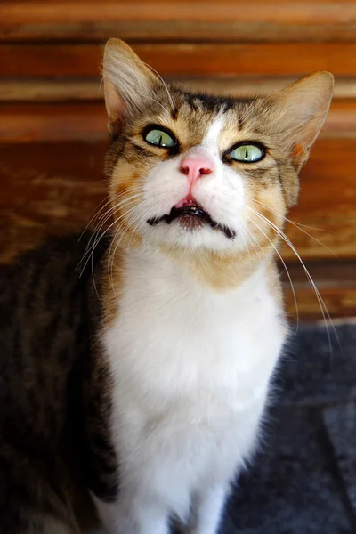 Beautiful cat close up — Stock Photo, Image