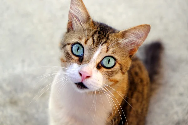 Vacker katt närbild — Stockfoto