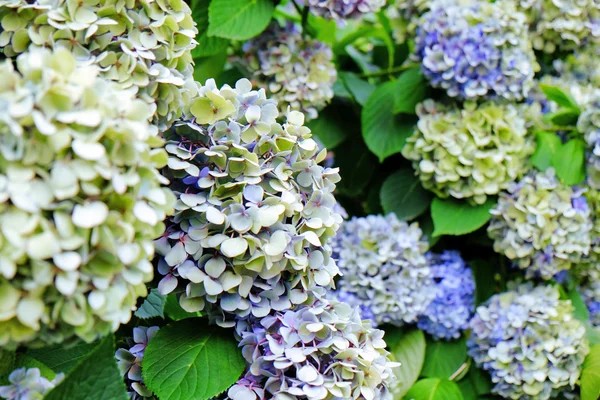 Hermosas flores de hortensias — Foto de Stock