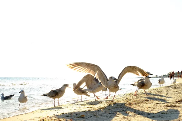 White seagulls on seashore — Stock Photo, Image