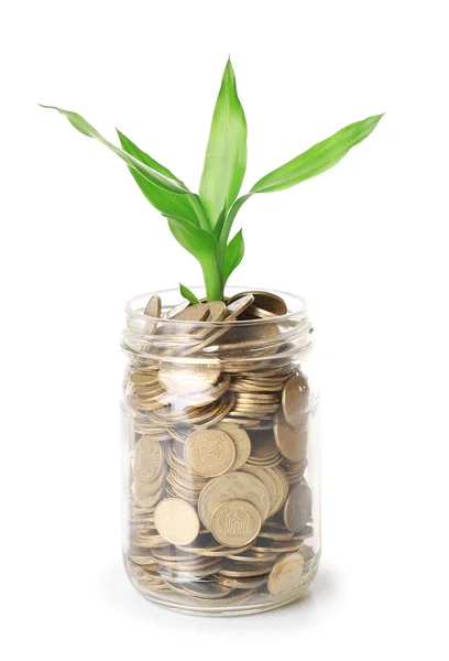 Plant growing in coins — Stock Photo, Image