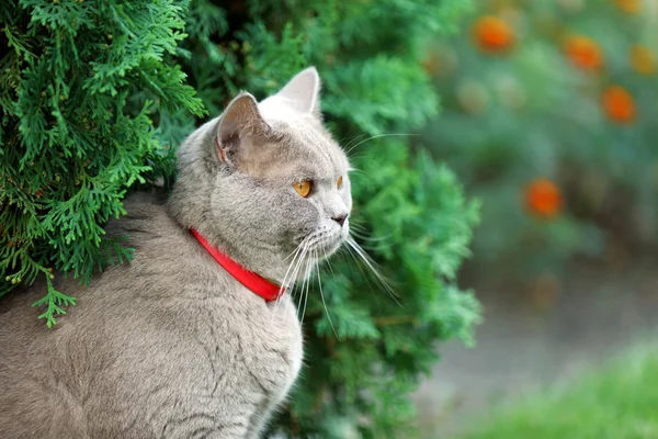 英国猫在草地上 — 图库照片