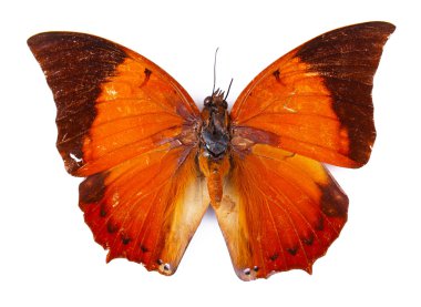 güzel renkli kelebek