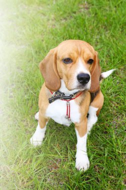 Şirin komik beagle köpek park