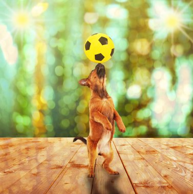 Sirke tatlı köpeğe