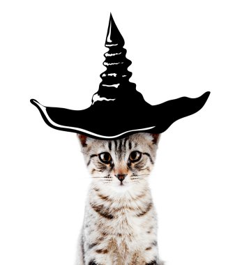 Cadılar Bayramı için cadı şapkalı kedi