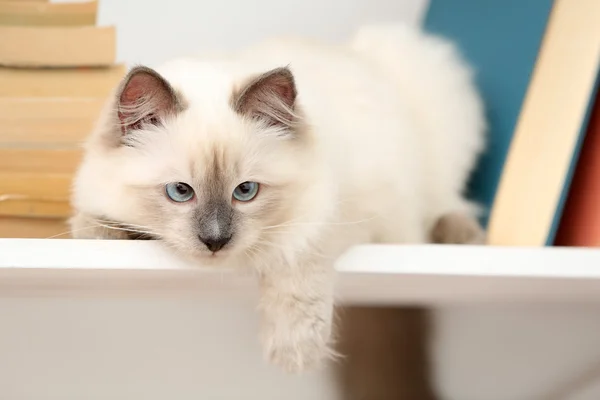 Lindo gatito en estante con libros —  Fotos de Stock