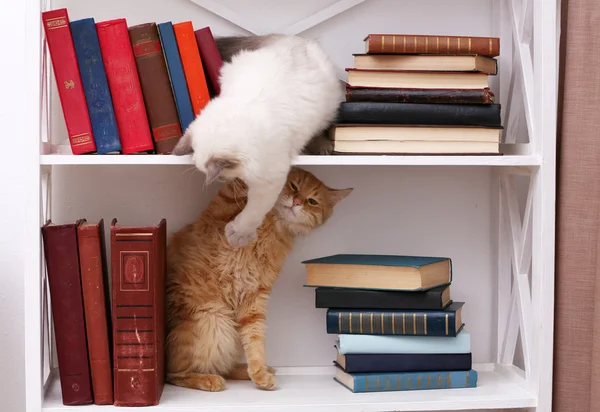 Cute little cats on shelf with books