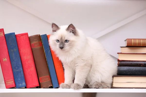 Cute little cat on shelf with books — Stock Photo, Image