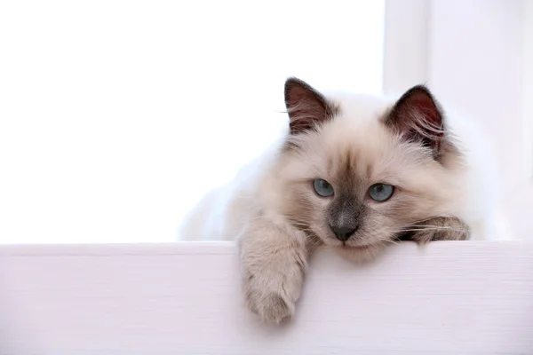 Kätzchen liegt auf Fensterbank — Stockfoto