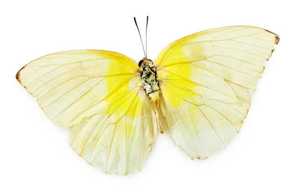 Papillon coloré isolé sur blanc — Photo