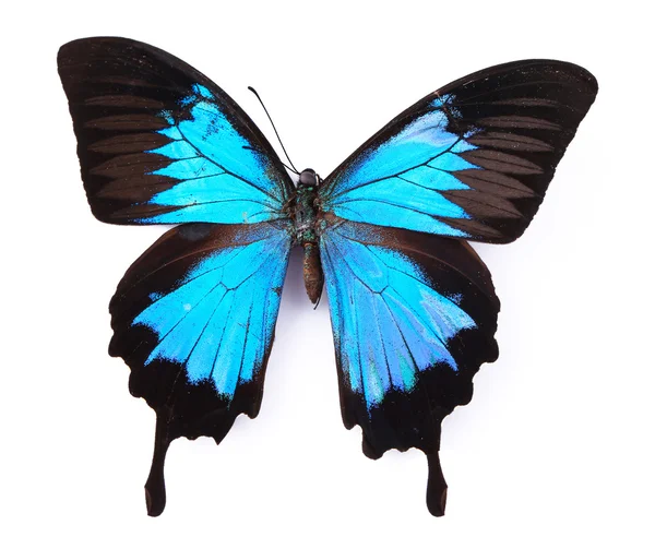 Gyönyörű színes pillangó — Stock Fotó