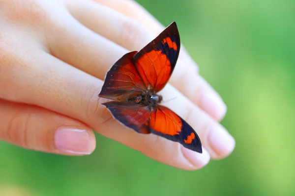 Бабочка в женской руке — стоковое фото