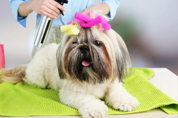 Carino Shih Tzu e parrucchiere — Foto Stock