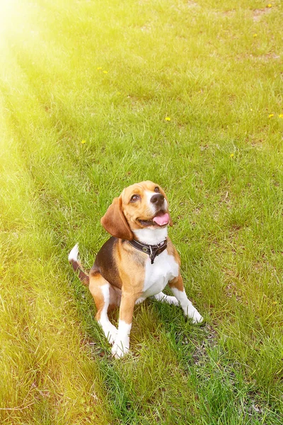 Grappige schattig beagle hond in park — Stockfoto