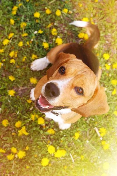 Grappige schattig beagle hond — Stockfoto