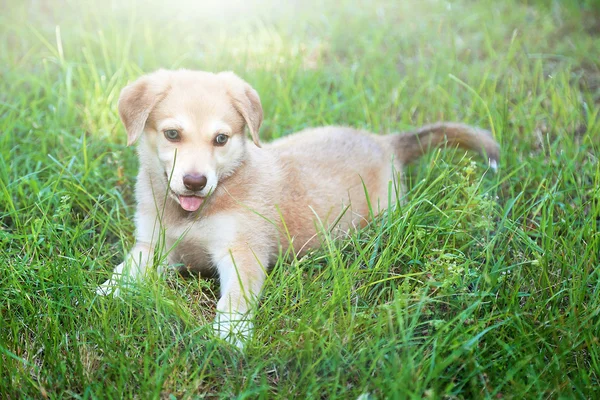 可爱的黄金猎犬的小狗 — 图库照片