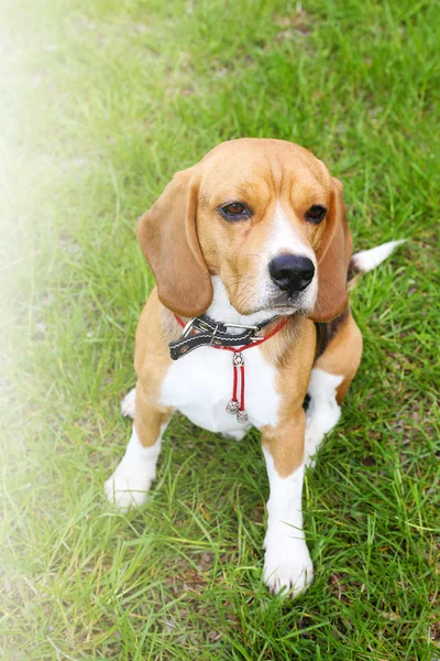 Hauska söpö beagle koira puistossa — kuvapankkivalokuva