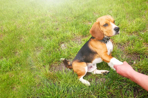 Homme jouant avec le chien — Photo