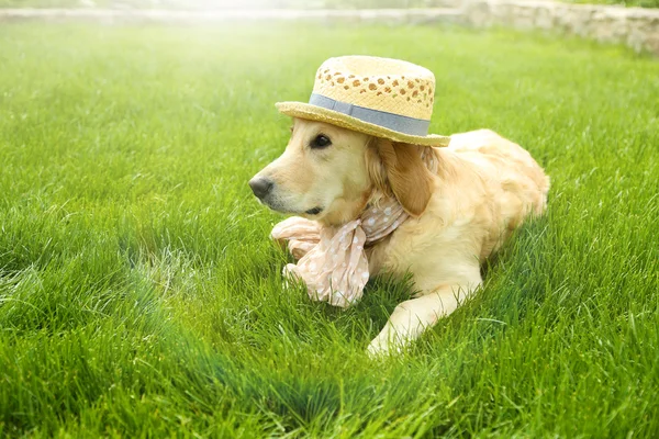 Adorável Golden Retriever em chapéu e cachecol — Fotografia de Stock