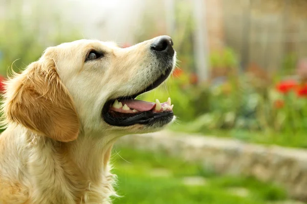 Entzückender Golden Retriever — Stockfoto