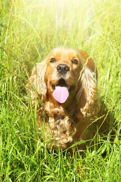 Engelse cocker spaniel — Stockfoto