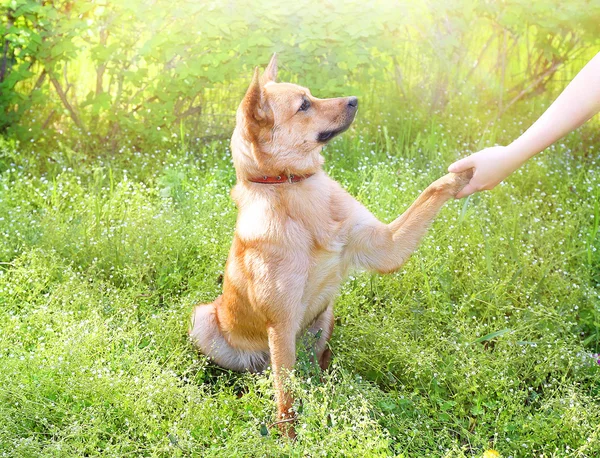 Dog pressing his paw against woman — Stock Photo, Image