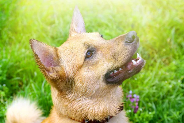 Funny cute dog — Stock Photo, Image