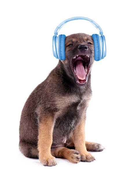 Lindo cachorro con auriculares — Foto de Stock