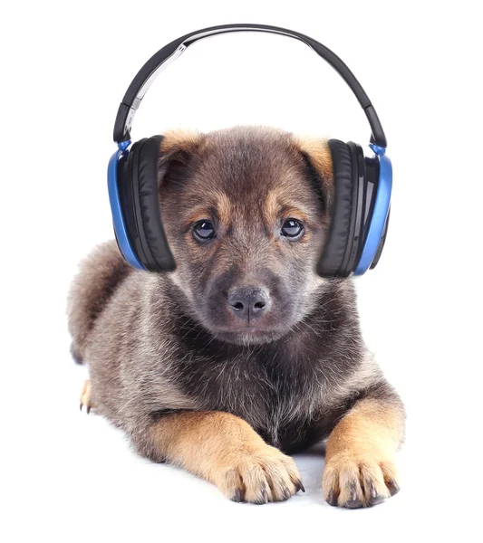 Lindo cachorro con auriculares — Foto de Stock