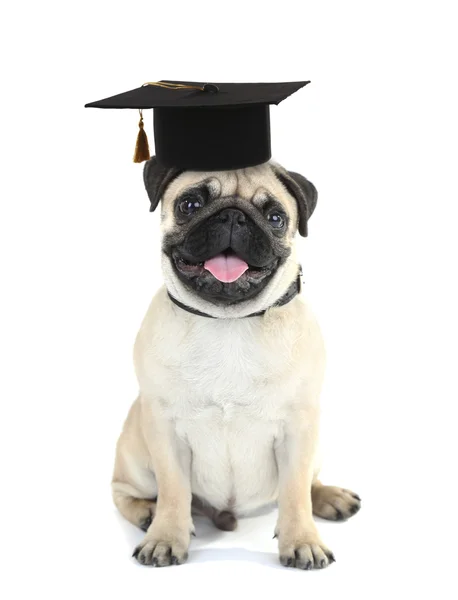 Leuke hond met grad hoed — Stockfoto