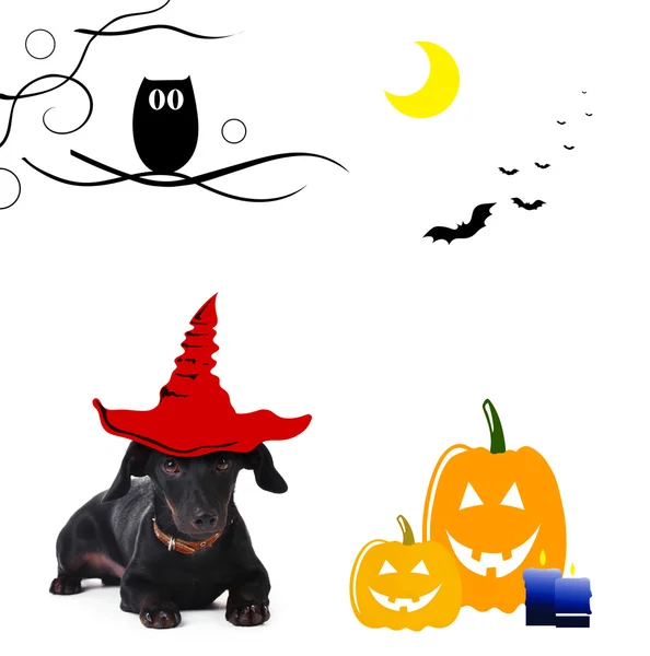 Собака в шляпе ведьмы на Хэллоуин — стоковое фото
