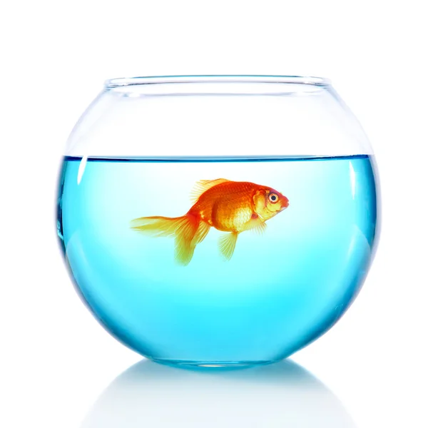 Золота рибка в акваріумі ізольована на білому — стокове фото