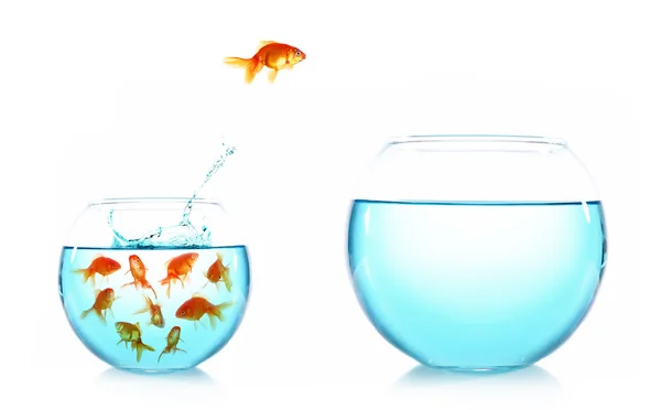 Salto de Goldfish de aquário de vidro — Fotografia de Stock