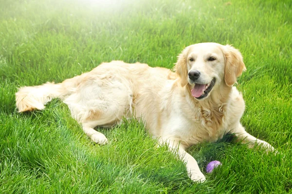 Uroczy golden retriever — Zdjęcie stockowe