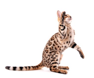 Güzel Bengal yavru kedi