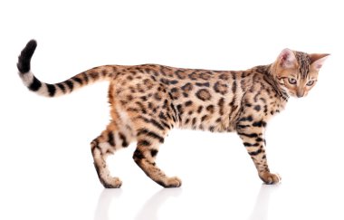 Güzel Bengal yavru kedi