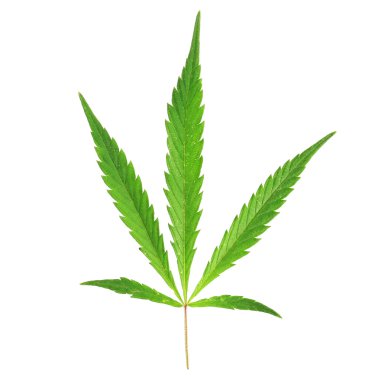 Kenevir yaprağı beyaza izole edilmiş