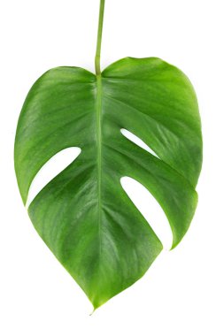 Monstera yaprak üzerinde beyaz izole