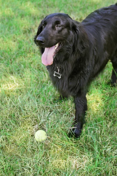 Lekfull stor svart hund — Stockfoto