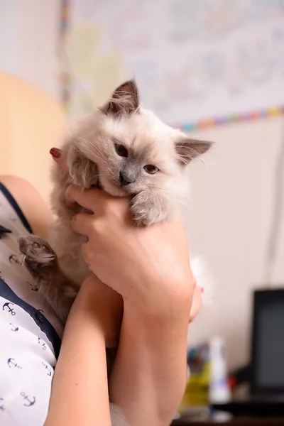 Woman holding cute little kitten — Stock Photo, Image