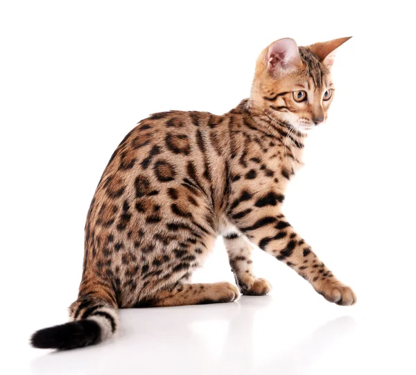 Beautiful Bengal kitten — Stock Photo, Image