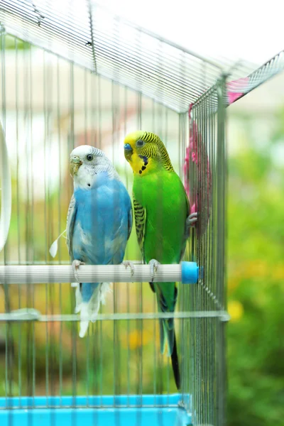 Bonitos brotos coloridos na gaiola — Fotografia de Stock