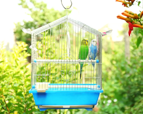 Cute colorful budgies in cage — Stock Photo, Image