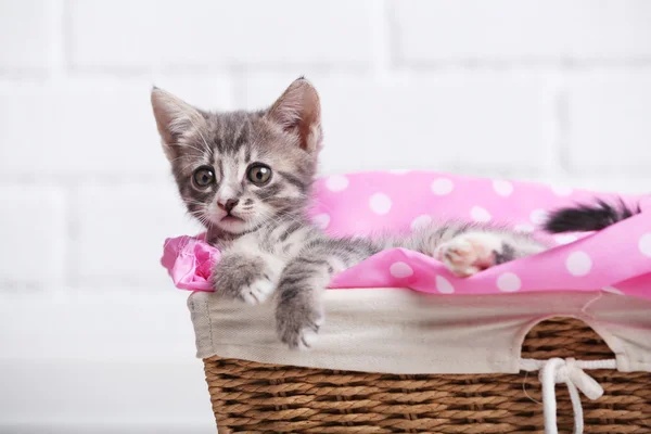 Leuk grijze katje in mand — Stockfoto