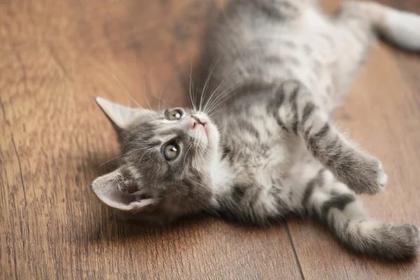 Cute gray kitten on floor — Stock Photo, Image